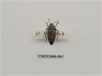 藏品(米字長盾椿象)的圖片